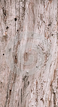 Wood texture background, long rough barn plank with nature pattern, old brown board photo